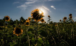 Das Sonnenscheinreichste und eines der beiden wärmsten Jahre in Deutschland