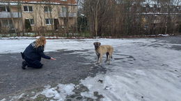 Hund im Bereich Waldschlösschen entdeckt - Spaziergänger ruft Stadtpolizei