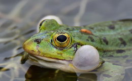 Wie steht es in Zukunft um unsere Amphibien?