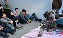 Tiergestützte Therapie: Hunde-Trio zu Gast in der Kinder-Akademie