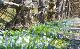 Bunte Vielfalt: 40.000 Blumenzwiebeln dekorieren den Schlosspark