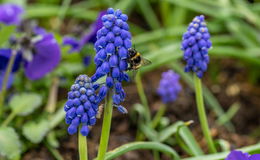 Aus dem Winterschlaf wachgeküsst: Florale Pracht im Mittelpunkt