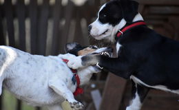 Was tun, wenn Bello zubeißt? - Tierarzt und Hundetrainerin geben Tipps