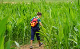 Auf dem "FuldaAcker": Maislabyrinth lässt Entdeckerherz höher schlagen
