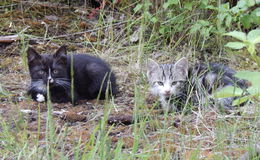 Tierschutzvereine am Limit: "Freilebende Katzen bitte bei uns melden"