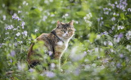 Große Streunerproblematik trotz Katzenschutzverordnung