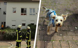 Feuerwehrkräfte retten Hund - eine Person in Klinik