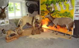 Festliche Eröffnung der Dauerausstellung "Großwild-Jagd"