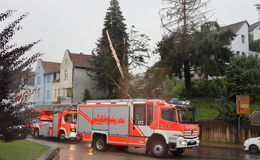 Baum fällt in Teilen auf Straße in der Innenstadt - Kaum Verkehrsbehinderungen