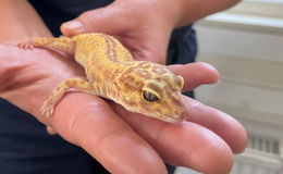 Verstärkung bei der Polizei: Gecko "Harald" ist neuer tierischer "Mitarbeiter"