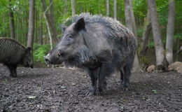 Wildschwein im Vogelsberg mit Trichinellen infiziert