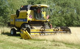 Wiesendrusch in der Herbsteiner Gemarkung