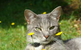 Kater "Krümel" wird seit mehr als einer Woche vermisst