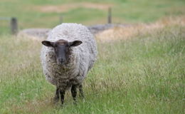 Viehdiebstahl in Rommers: Drei Schafböcke von Weide verschwunden