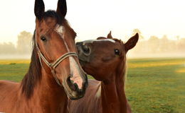 Grausam: Zwei Pferde von Unbekannten schwer verletzt - Zeugenaufruf