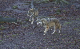 Wolfsnachwuchs: Sieben Welpen in der bayrischen Rhön gesichtet