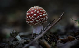 Pilze und kleine Waldbewohner unter der Lupe