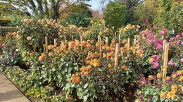 Letztes Wochenende der Saison im Dahliengarten