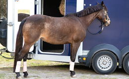 Schock! Pony fällt während Fahrt aus dem Anhänger