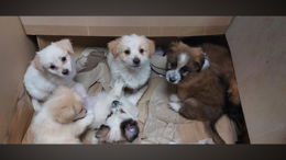 Erst acht Wochen alt: Sieben Hundewelpen auf Parkplatz ausgesetzt