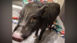 Tierischer Einsatz: Polizei rettet verwahrlostes Hausschwein von Balkon
