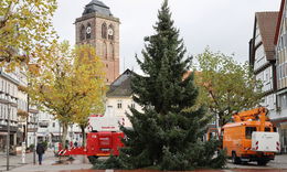 Rund zehn Meter hohe Serbische Fichte ziert jetzt den Linggplatz