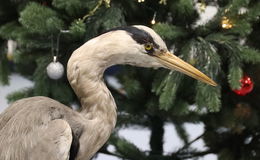 Kleinod für Vögel und andere Tiere zwischen Hessen und Thüringen