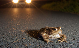 Zum Teich statt unter die Räder: Amphibienwanderung startet