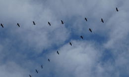 RP Gießen bittet um Rücksicht: Auf Abstand zu rastenden Zugvögeln gehen