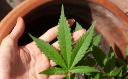 Cannabis-Gesetz spaltet: "Politischer Fehler" bis "Kehrtwende in Drogenpolitik"
