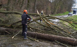 Eiche entwurzelt: Baum stürzt auf die Landstraße bei Solms