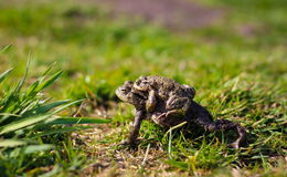 Amphibienwanderung im Frühjahr: Landkreis Fulda sucht ehrenamtliche Helfer