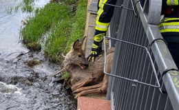 Ein Herz für Tiere: Feuerwehr aus dem Kinzigtal befreit verängstigtes Wildtier