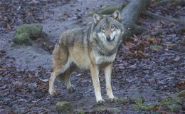 Landwirtschaftsminister Ingmar Jung: "Hohes Tempo beim Schutz vor dem Wolf"