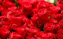 "Dicke Blumenköpfe und rosa Rosen" - Die Muttertag-Trends in der Blumenwelt