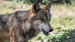 NABU Hessen: "Verlagerung des Wolfszentrums zu HessenForst großer Fehler"