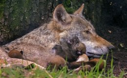 Überraschender Wolfs-Nachwuchs im Wildpark "Alte Fasanerie" bleibt rätselhaft