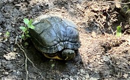 Bei Forstarbeiten gefunden - Exotisches Reptil sucht seine Besitzer