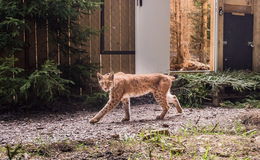 Artenschutz: Luchs-Auswilderung im Thüringer Wald