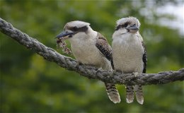 Verlust der Biodiversität: NABU Hessen fordert effektiveren Vogelschutz ein  