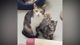 Pflegestellen für tragende Katzen oder Katzenmuttis mit ihren Babys gesucht