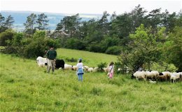 Hunderte Besucher auf dem Weinberg: Weideauftrieb der Schäferei mit Herz