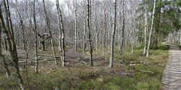 Bohlenpfad im Roten Moor wegen Arbeiten zur Wiedervernässung gesperrt