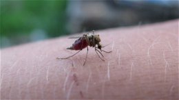 Immer häufiger: Mückenstiche entzünden sich - nur Antibiotika helfen