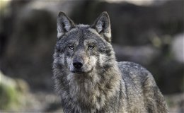 Wolfsterritorium Zella/Rhön gibt es zunächst nicht mehr