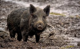 Hinweise zur Afrikanischen Schweinepest (ASP) im Landkreis Groß-Gerau