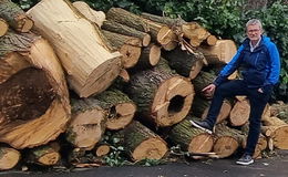 Aufarbeitung der Unwetterfolgen - Zwei Linden im Ortskern betroffen