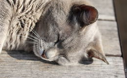 In Nieder-Ofleiden: Katzenbabys zu Tode misshandelt