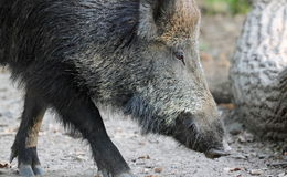 Alle Wildschweine im Wildpark "Alte Fasanerie" getötet