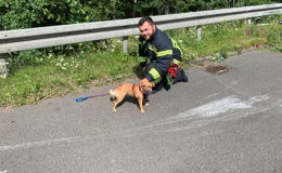 Nach Unfall auf der A7: Hund "Mimi" muss von Feuerwehr betreut werden